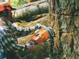 Как удалить пень дерева