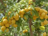 Выращивание алычи и особенности зимостойкого крупноплодного сорта Анастасия