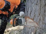 Как спилить дерево бензопилой