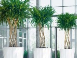 Комнатные растения – очень важный элемент при оформлении интерьера